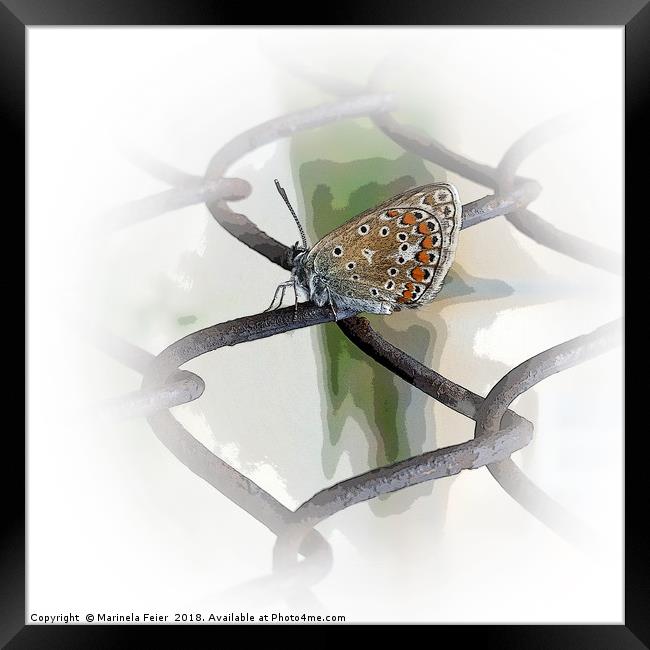 butterfly on fence Framed Print by Marinela Feier
