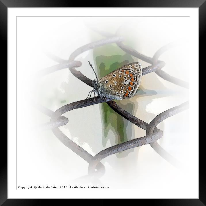 butterfly on fence Framed Mounted Print by Marinela Feier