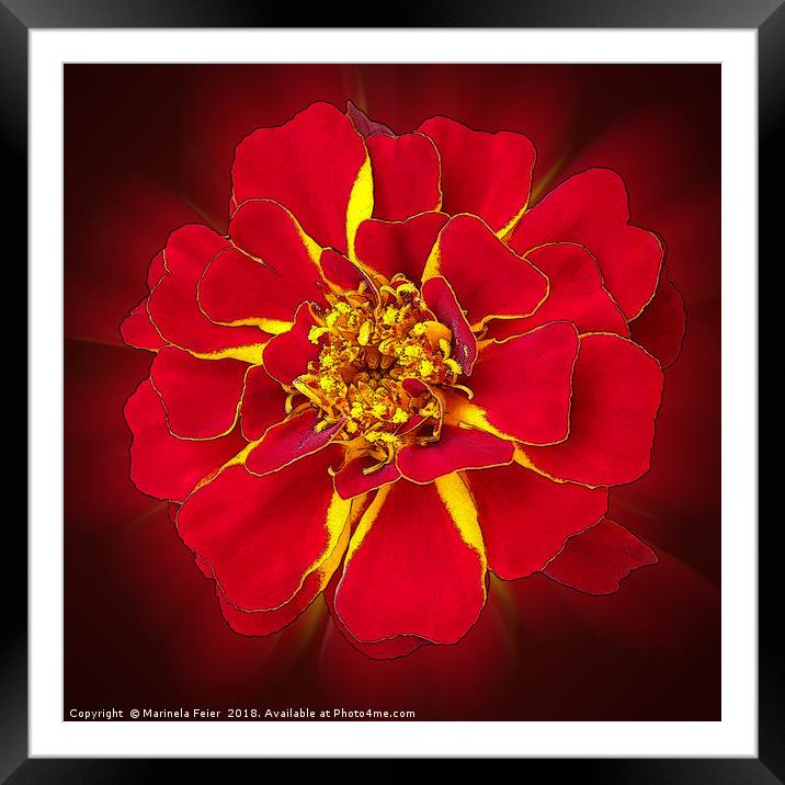 bright red marigold Framed Mounted Print by Marinela Feier