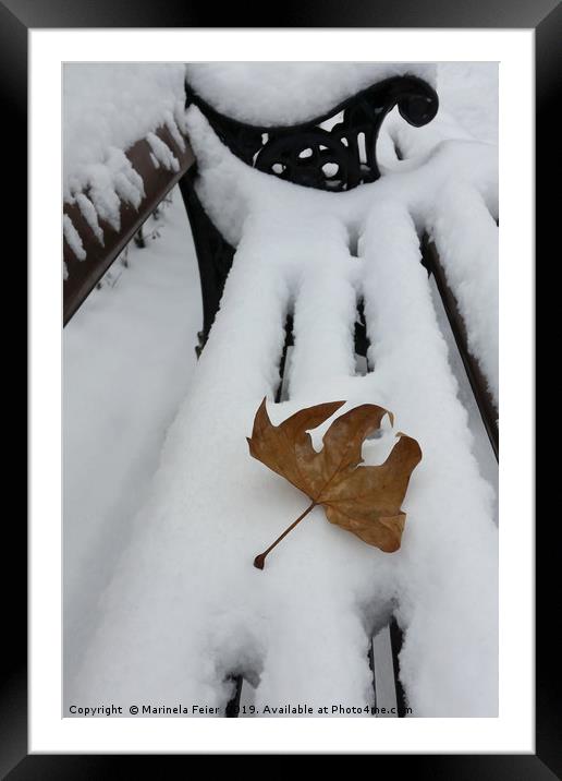 oak leaf on new snow Framed Mounted Print by Marinela Feier