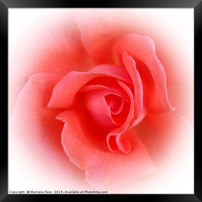 pink coral rose Framed Print by Marinela Feier