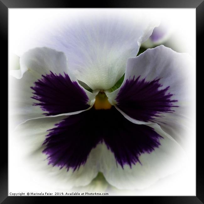 Purple and white pansy Framed Print by Marinela Feier
