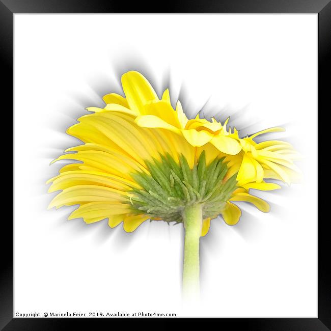yellow gerbera daisy Framed Print by Marinela Feier