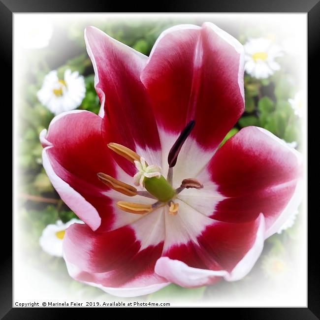 bright red tulip Framed Print by Marinela Feier