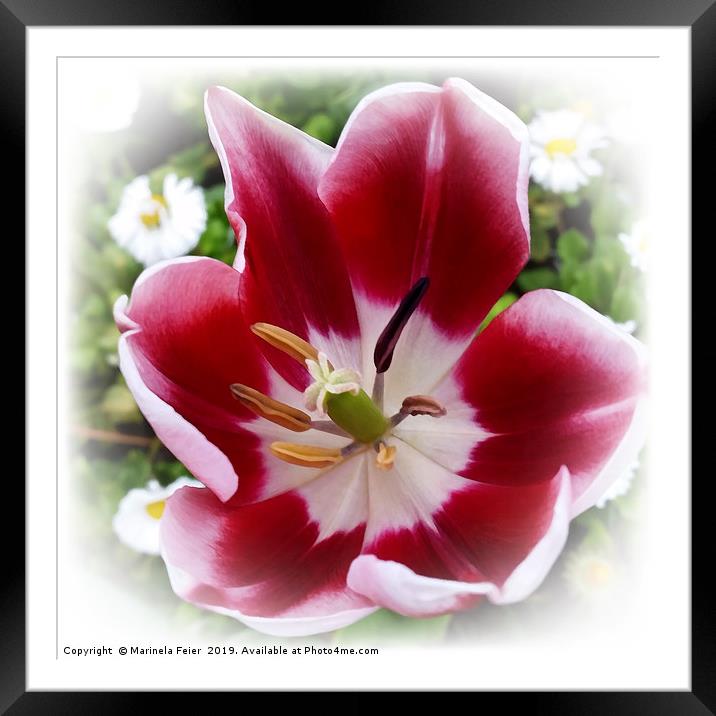 bright red tulip Framed Mounted Print by Marinela Feier