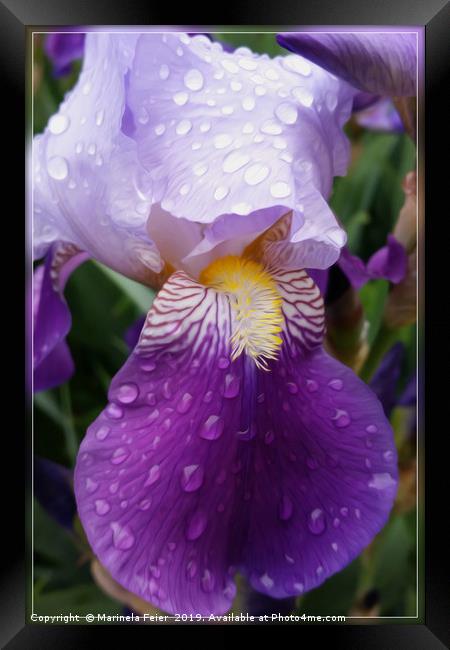 Raindrops on Iris Framed Print by Marinela Feier