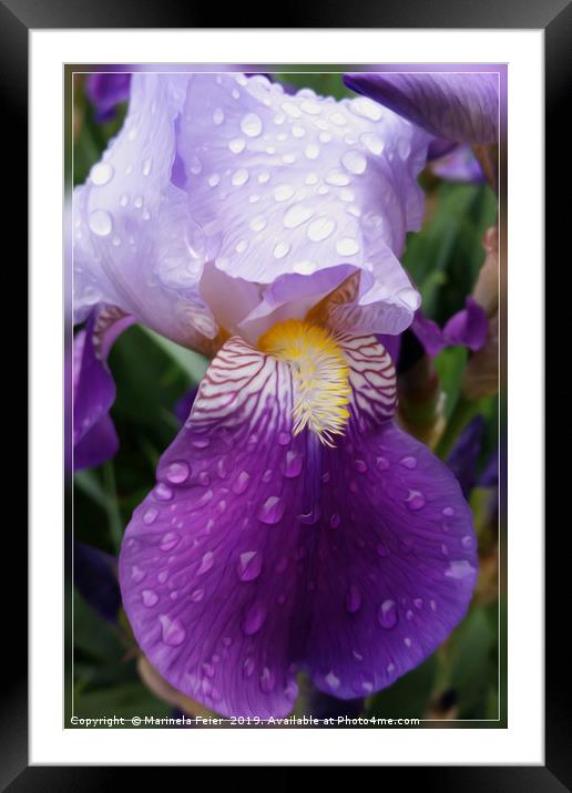 Raindrops on Iris Framed Mounted Print by Marinela Feier