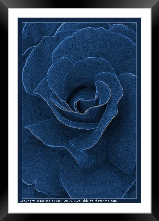 Velvet blue rose Framed Mounted Print by Marinela Feier