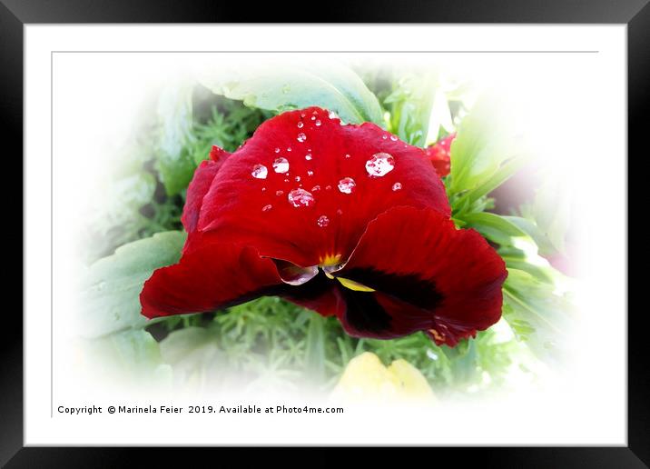 Bright red pansy Framed Mounted Print by Marinela Feier