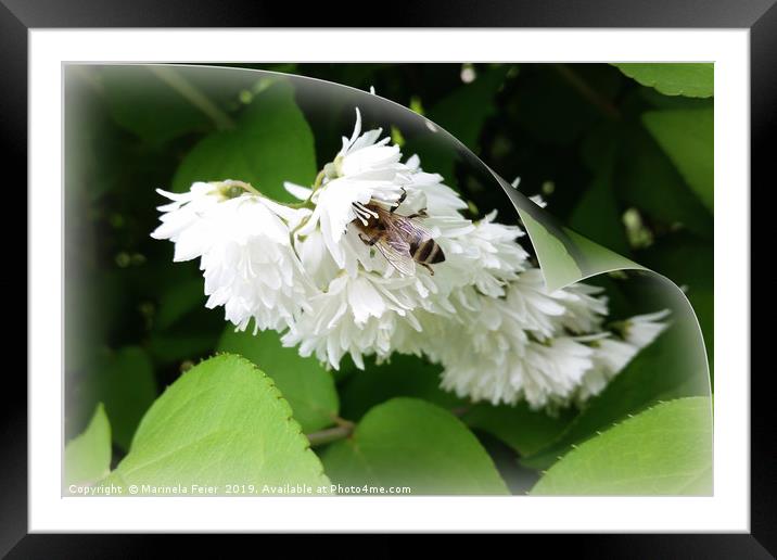 A bee on one page Framed Mounted Print by Marinela Feier