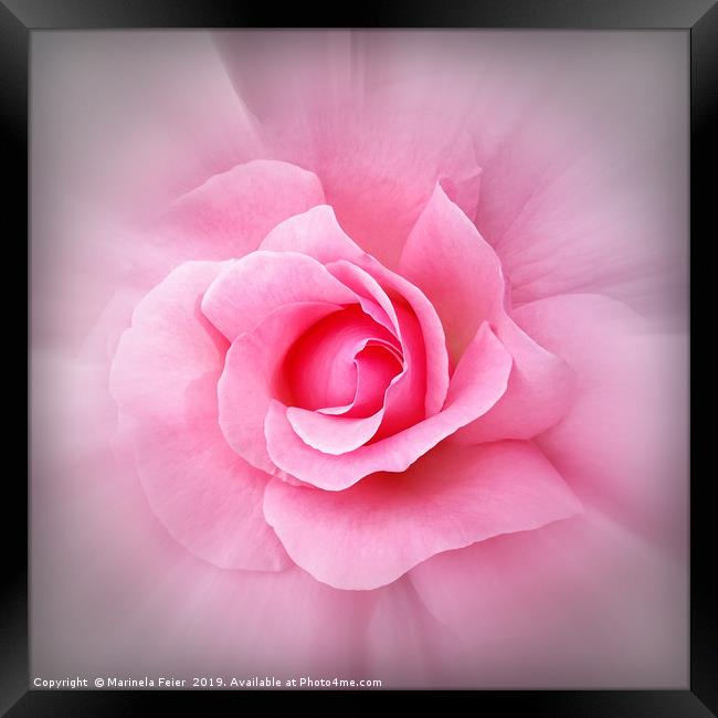 Pink rose petals Framed Print by Marinela Feier