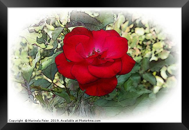 A lonely rose Framed Print by Marinela Feier