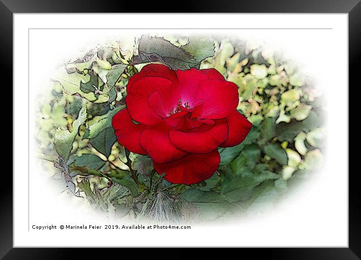 A lonely rose Framed Mounted Print by Marinela Feier