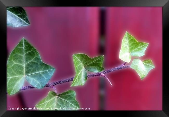Ivy leaves Framed Print by Marinela Feier