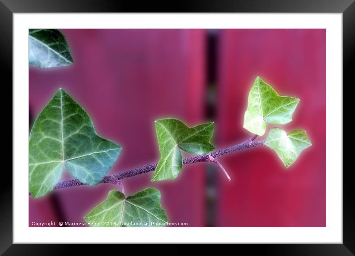 Ivy leaves Framed Mounted Print by Marinela Feier
