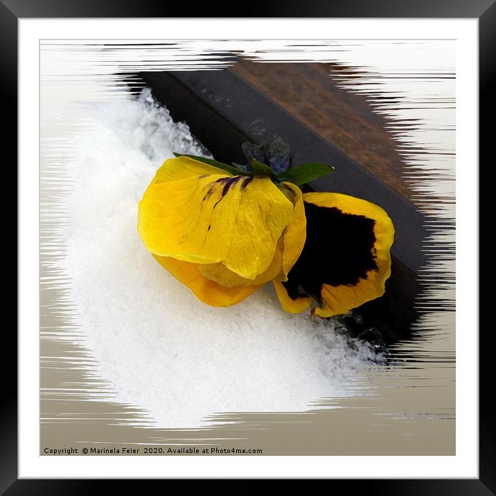 Pansy on snow Framed Mounted Print by Marinela Feier