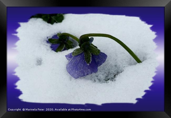 Purple pansy on the snow Framed Print by Marinela Feier