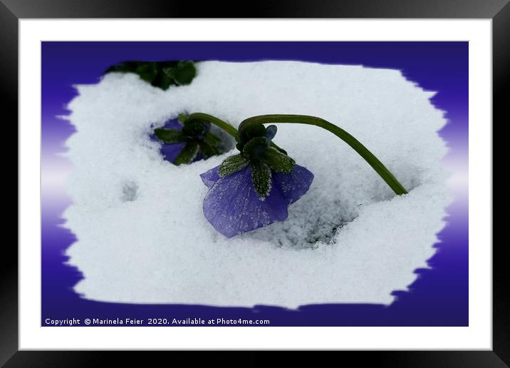 Purple pansy on the snow Framed Mounted Print by Marinela Feier