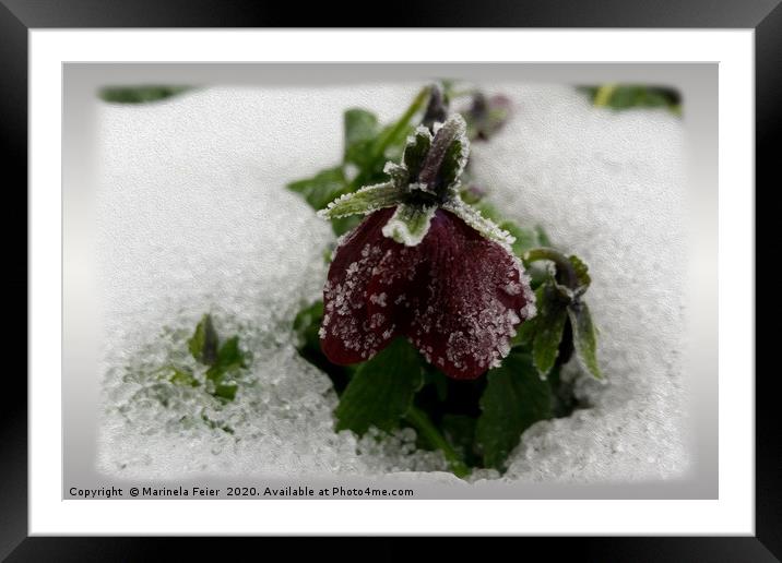 Burgundy pansy on silver snow Framed Mounted Print by Marinela Feier