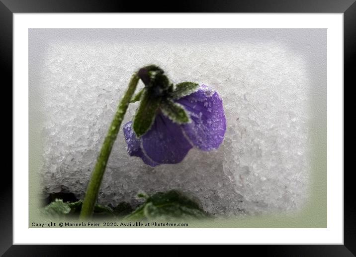 Pansy in snow Framed Mounted Print by Marinela Feier