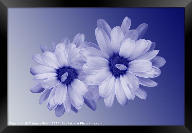 twisted blue petals Framed Print by Marinela Feier