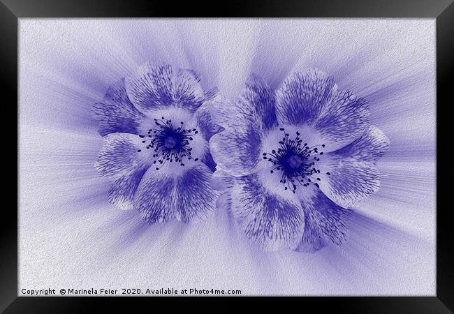Flower in blue Framed Print by Marinela Feier