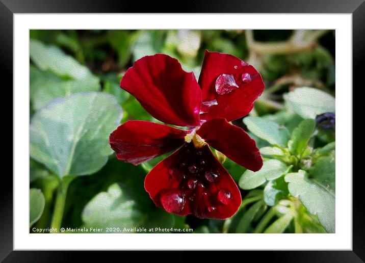 Raindrops on pansy Framed Mounted Print by Marinela Feier