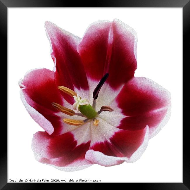 Deep red tulip Framed Print by Marinela Feier