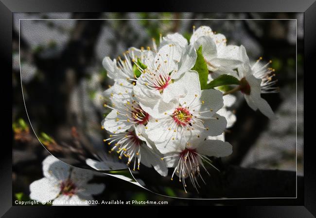 A page of white spring Framed Print by Marinela Feier