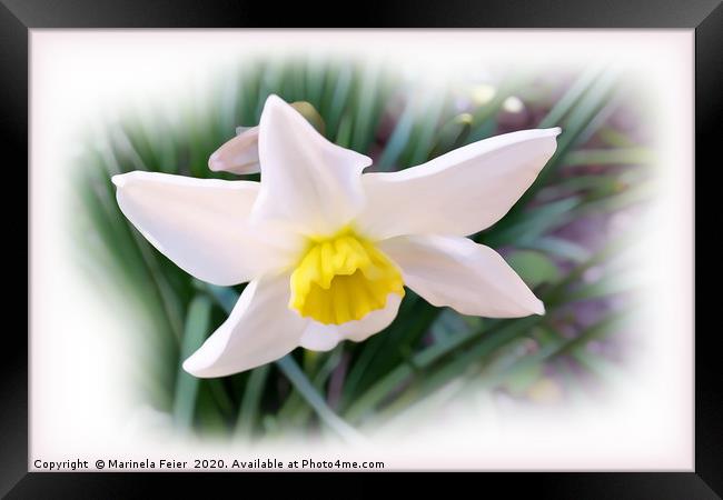 Narcissus bright shades Framed Print by Marinela Feier