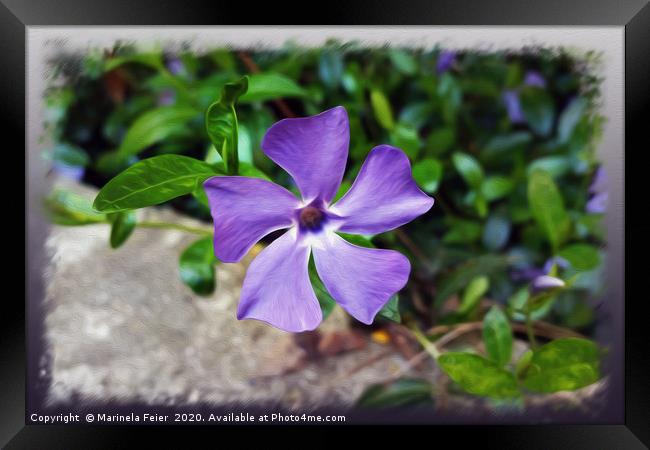 Blue purple petals Framed Print by Marinela Feier