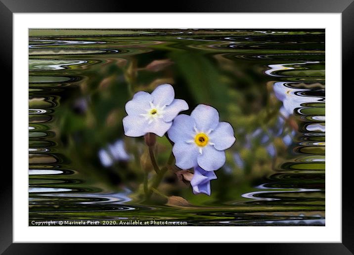 Forget me not flowers Framed Mounted Print by Marinela Feier