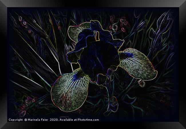 Glowing Iris Framed Print by Marinela Feier