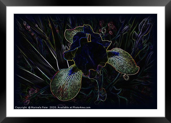 Glowing Iris Framed Mounted Print by Marinela Feier