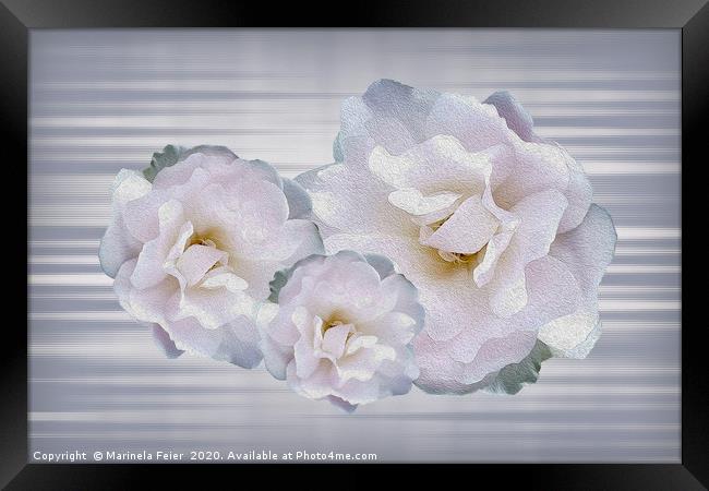 Pink gray roses Framed Print by Marinela Feier