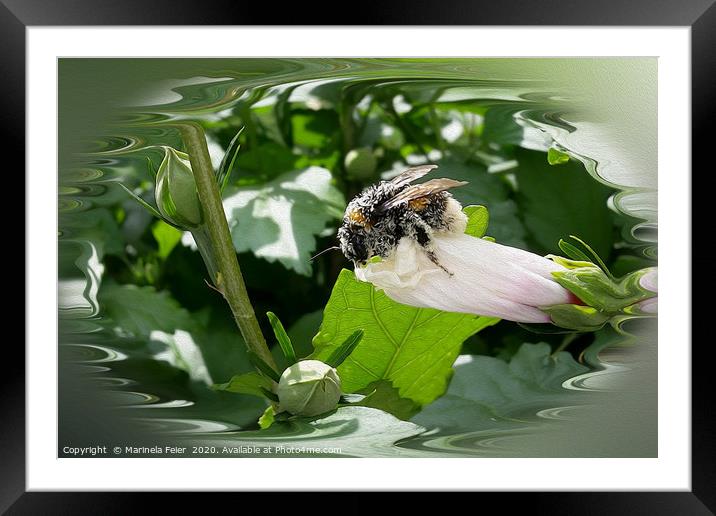 Bee in summer Framed Mounted Print by Marinela Feier