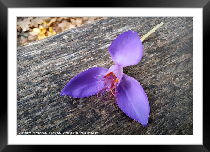Purple flower on a bench Framed Mounted Print by Marinela Feier