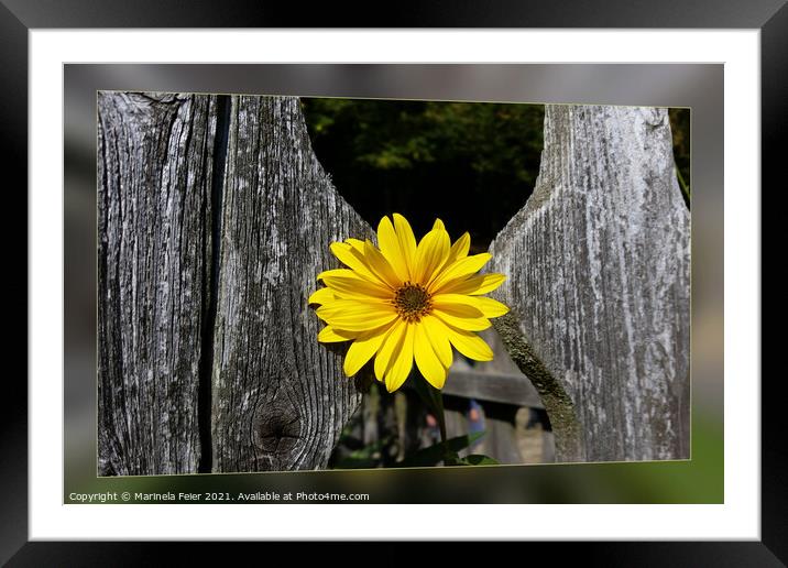 Welcoming yellow flower Framed Mounted Print by Marinela Feier