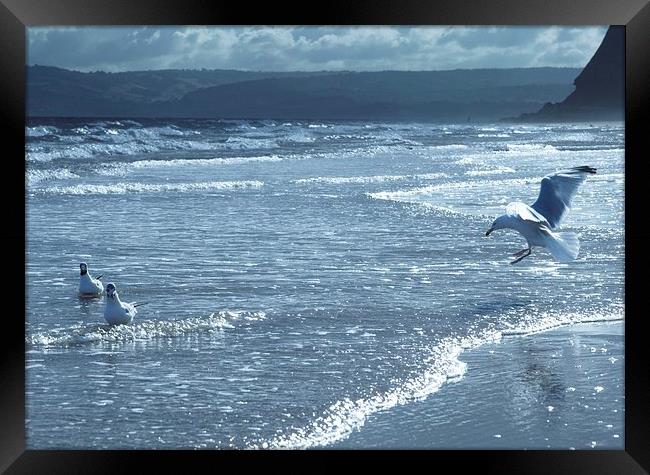 Seagulls on Sandy Bay Framed Print by leonard alexander