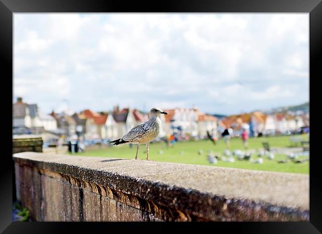 Seagull on llandudno wall Framed Print by leonard alexander