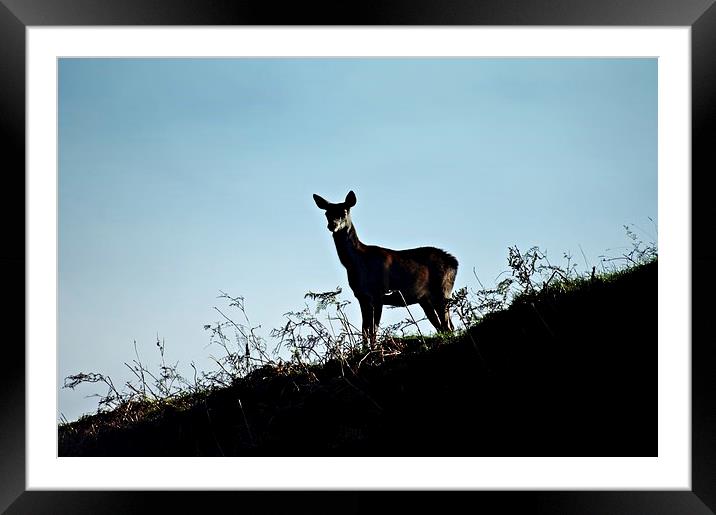 Fallow deer doe silhouette Framed Mounted Print by leonard alexander