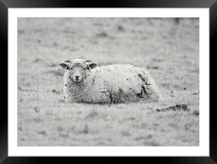 Curious sheep Framed Mounted Print by leonard alexander