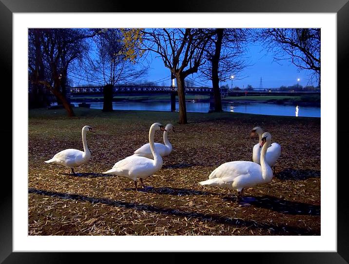 Swans at dusk Framed Mounted Print by leonard alexander