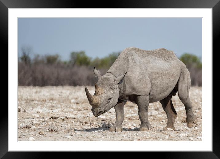 Black Rhinoceros, No. 1 Framed Mounted Print by Belinda Greb