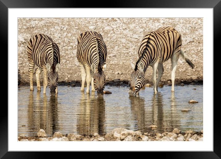 Three Plains Zebras at the Waterhole Framed Mounted Print by Belinda Greb