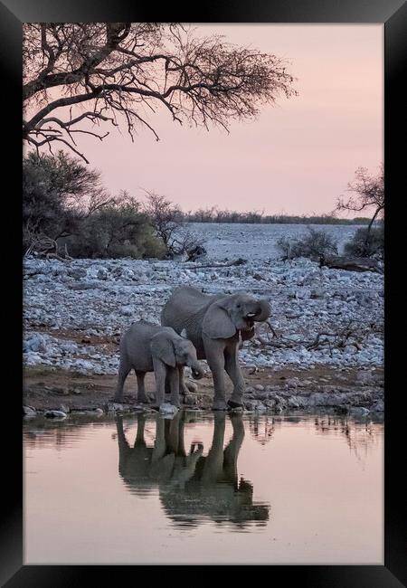 Mama Elephant and Calf Drinking Together, No. 3 Framed Print by Belinda Greb