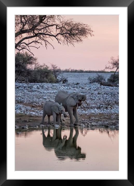Mama Elephant and Calf Drinking Together, No. 3 Framed Mounted Print by Belinda Greb