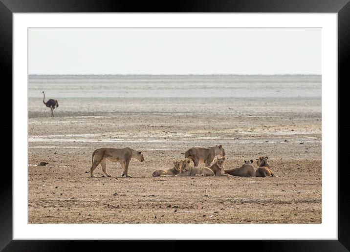 Okondeka Lion Pride, No. 2 Framed Mounted Print by Belinda Greb