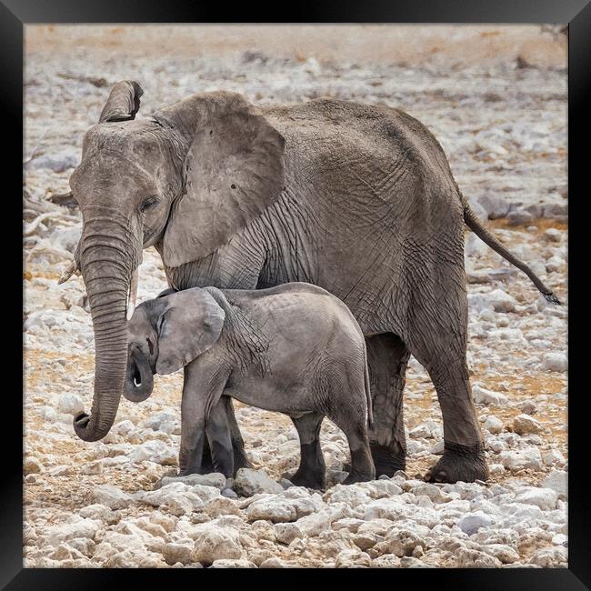 Elephant Mother and Calf Framed Print by Belinda Greb