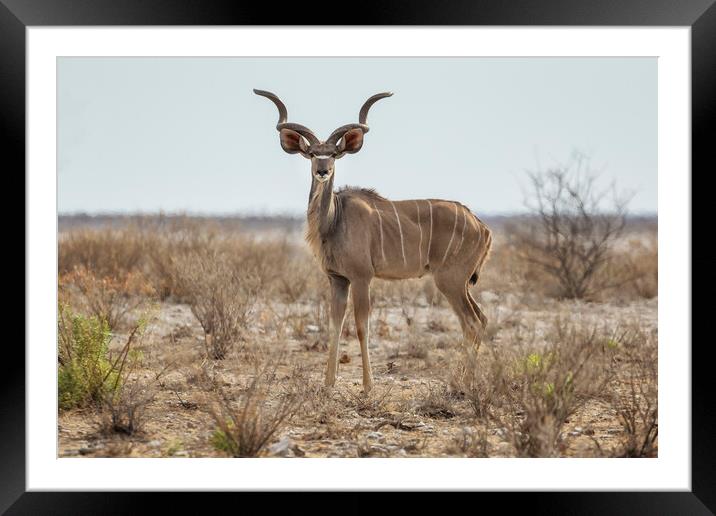 Male Greater Kudu, No. 2 Framed Mounted Print by Belinda Greb